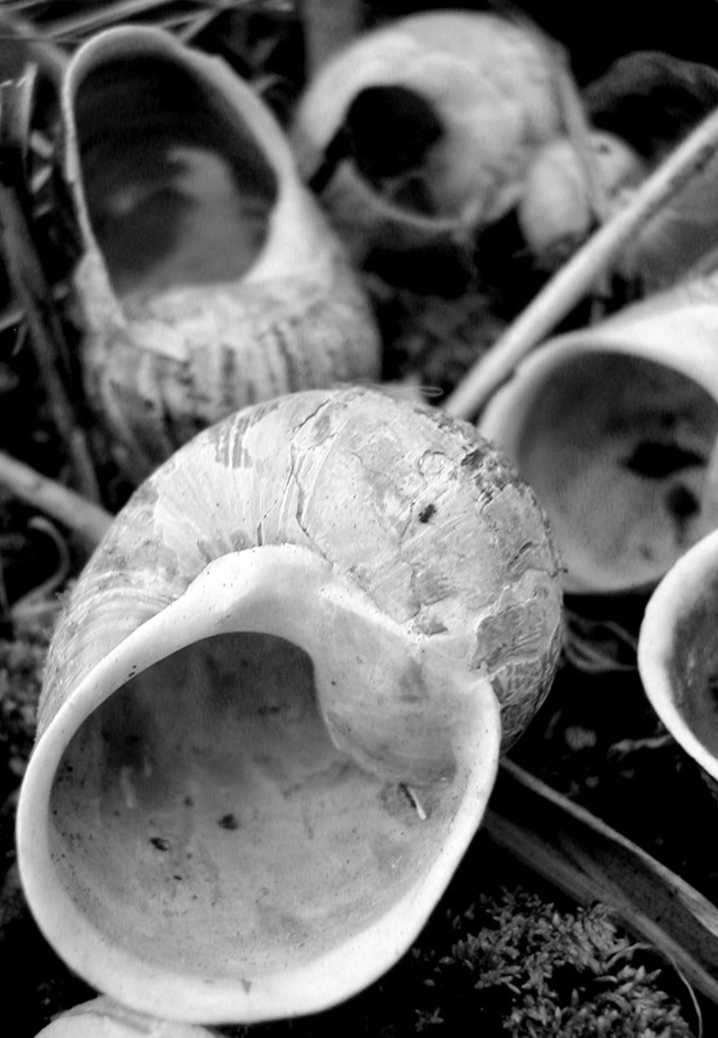 Photography by Redbull_UK for DesignCrowd (Community Contests) | Design #9127819