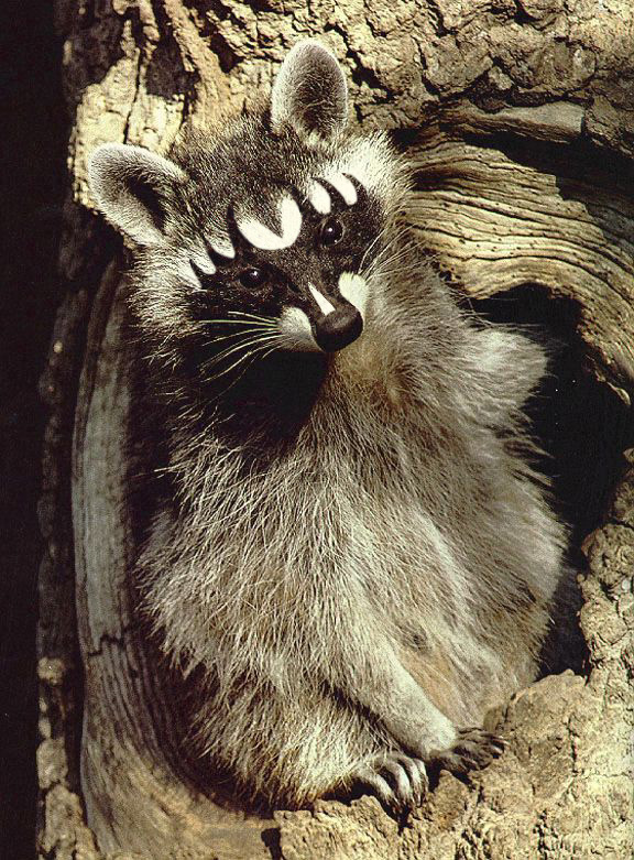 Photoshop Design by happyotterlover for DesignCrowd (Community Contests) | Design #9133792