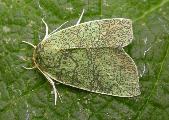 Photoshop Design by tiddlycove for DesignCrowd (Community Contests) | Design #9133813