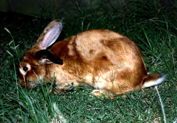 Diseño de Photoshop por ace2heart para DesignCrowd (Community Contests) | Diseño #9133854