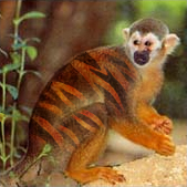 Photoshop Design by mayiko for DesignCrowd (Community Contests) | Design #9133863