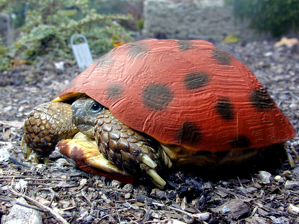 Photoshop Design by Famous58 for DesignCrowd (Community Contests) | Design #9133827