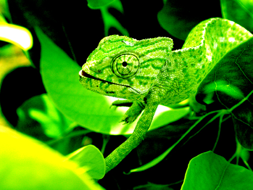 Photography by Phatal for DesignCrowd (Community Contests) | Design #9132621