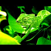 Photography by Phatal