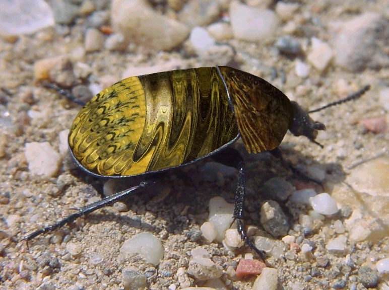 Photoshop Design by CynLynn for DesignCrowd (Community Contests) | Design #9133878