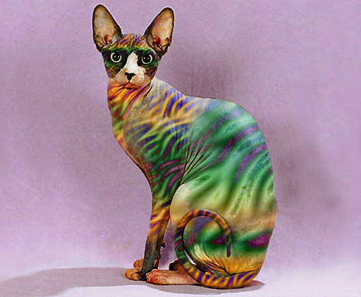 Photoshop Design by elizabethh for DesignCrowd (Community Contests) | Design #9133875