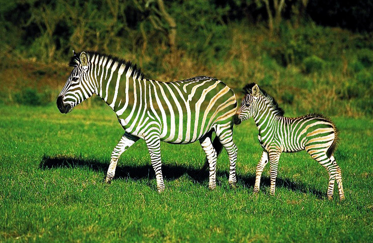 Photoshop-Design von galackz für DesignCrowd (Community Contests) | Design #9133866