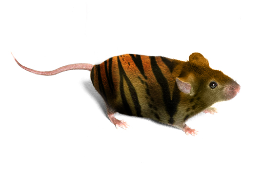 Photoshop Design by deeevo for DesignCrowd (Community Contests) | Design #9133906