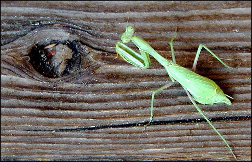 Photography by compugoddess for DesignCrowd (Community Contests) | Design #9129072