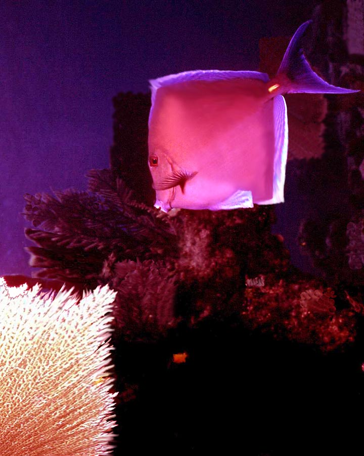 Photoshop Design by siskin for DesignCrowd (Community Contests) | Design #9105188