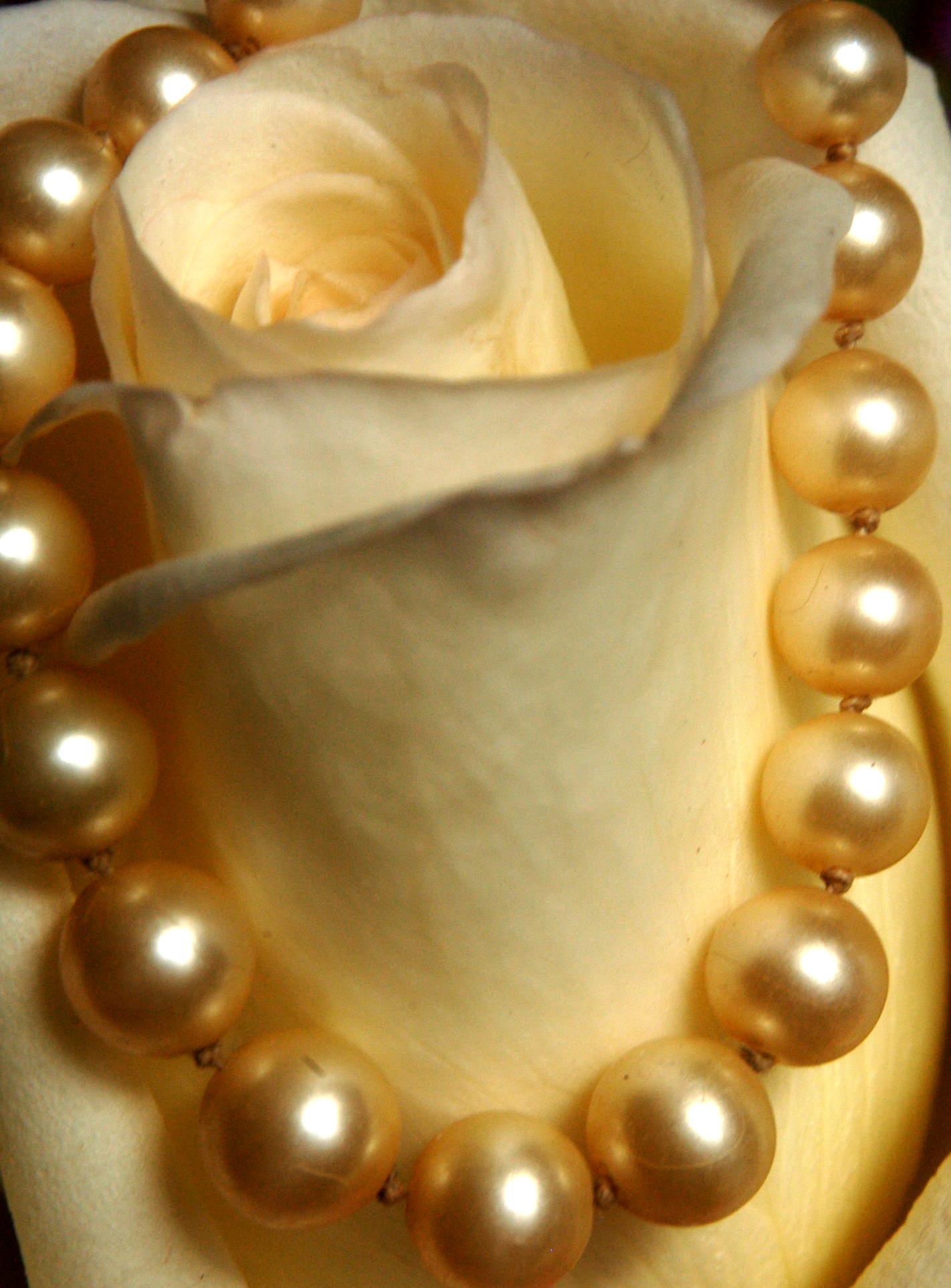 Photography by Silverkatt for DesignCrowd (Community Contests) | Design #9132651