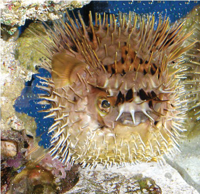 Photoshop Design by Redstar for DesignCrowd (Community Contests) | Design #9105318