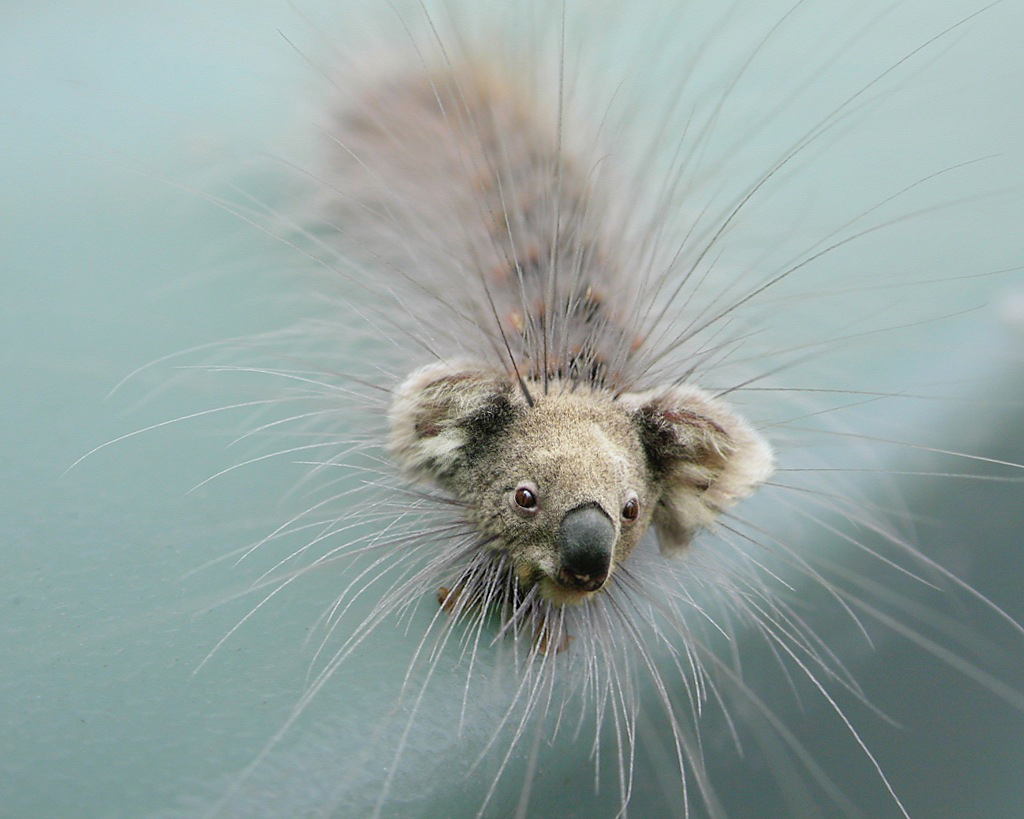 Photoshop Design by Samogitan for DesignCrowd (Community Contests) | Design #9136261