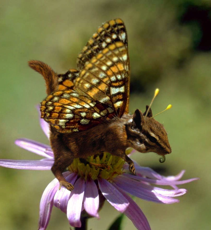 Design Photoshop par siskin pour DesignCrowd (Community Contests) | Design #9136343