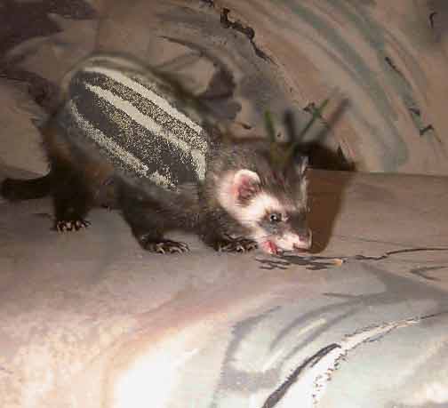 Design Photoshop par Marious pour DesignCrowd (Community Contests) | Design #9136303