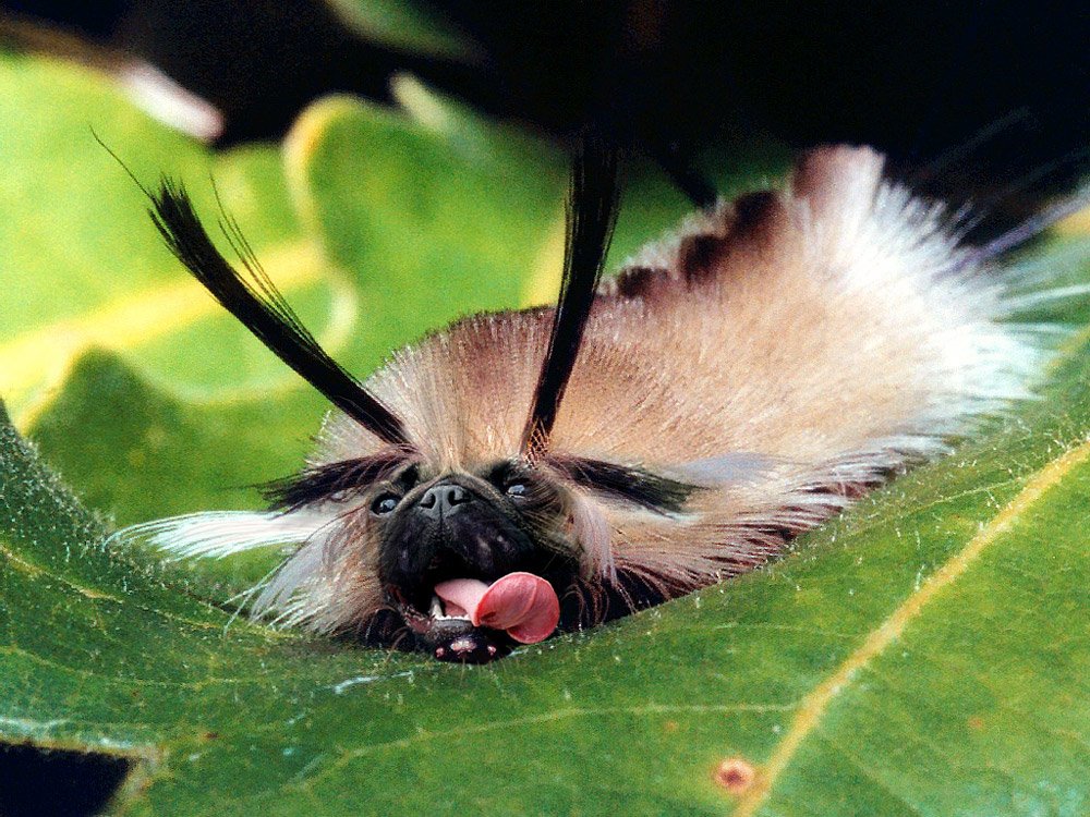 Photoshop-Design von CCZ für DesignCrowd (Community Contests) | Design #9136306