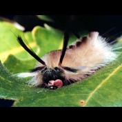 Photoshop Design by CCZ