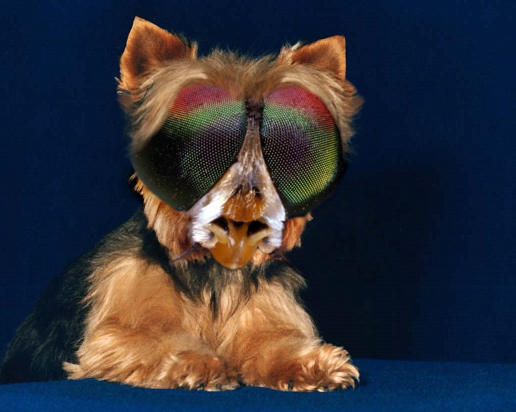 Photoshop Design by Tommy1de for DesignCrowd (Community Contests) | Design #9136324