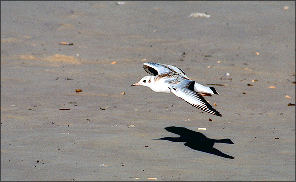 Photography by Jealousy for DesignCrowd (Community Contests) | Design #9133713