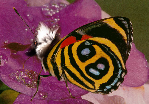 Photoshop Design by Abraxas for DesignCrowd (Community Contests) | Design #9136412