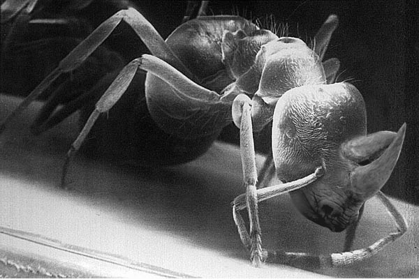 Photoshop-Design von ace2heart für DesignCrowd (Community Contests) | Design #9136449