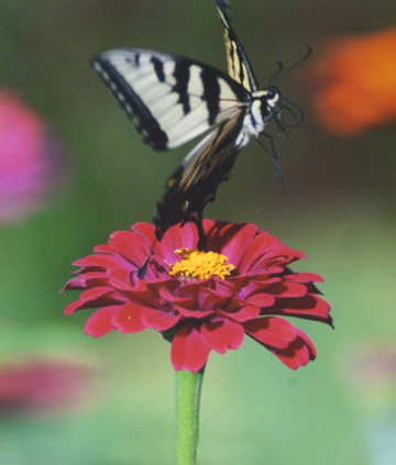 Fotografía por pinkygco para DesignCrowd (Community Contests) | Diseño #9133730