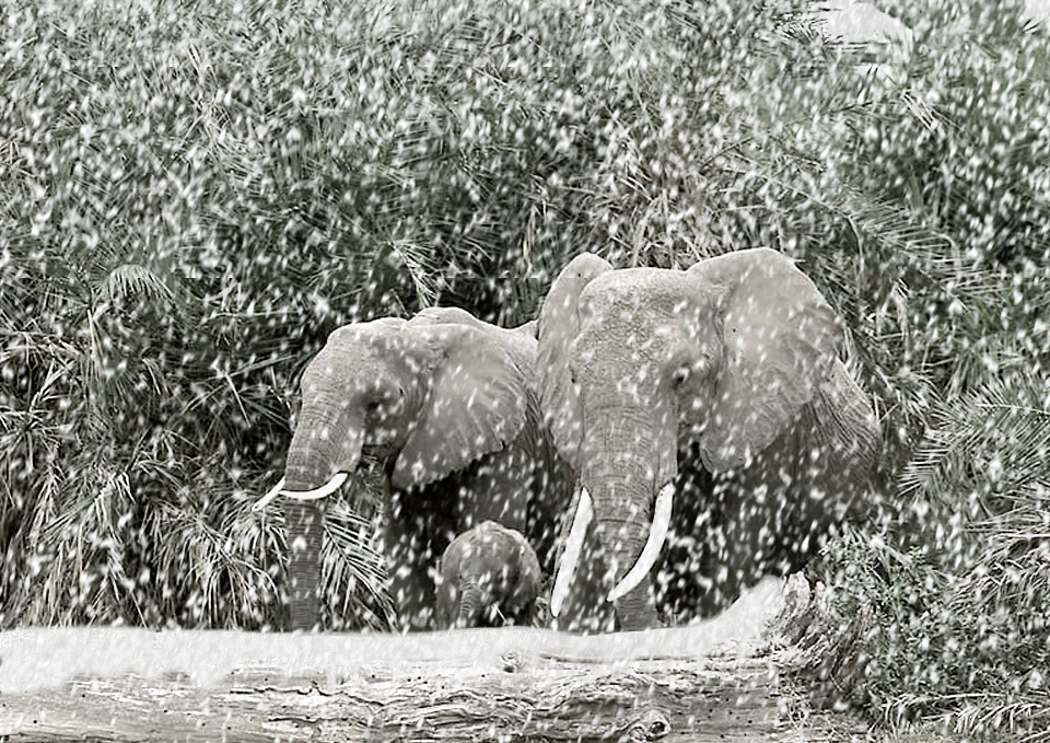 Photoshop Design by Pavel_87_BANNED for DesignCrowd (Community Contests) | Design #9129324