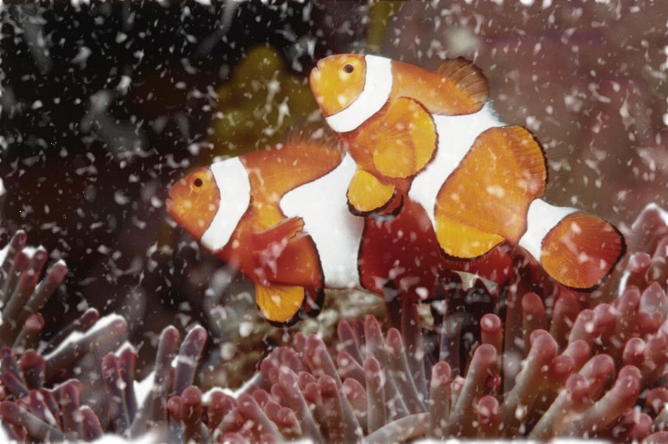 Design Photoshop par sfmsfm pour DesignCrowd (Community Contests) | Design #9129347