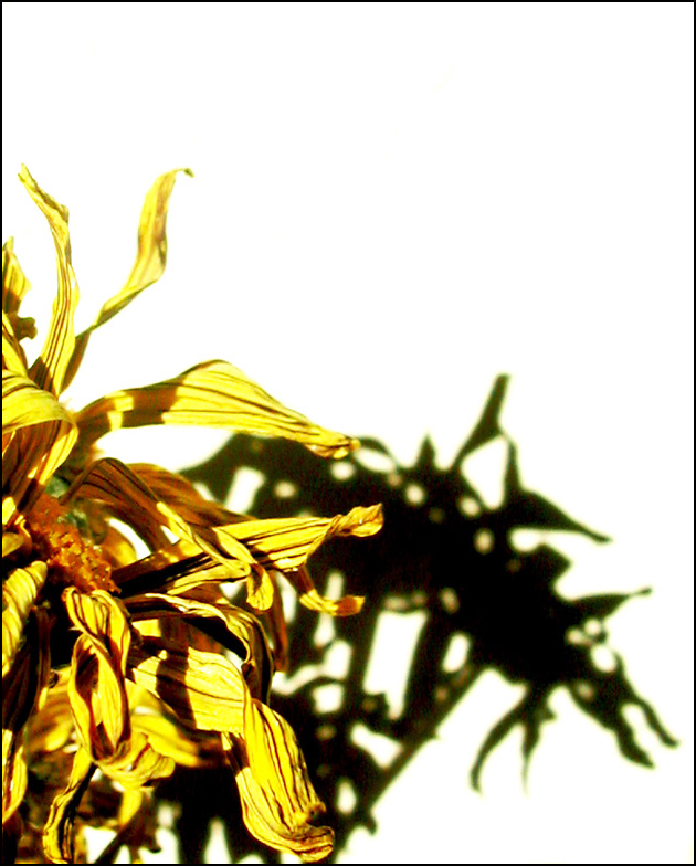 Photography by Redbull_UK for DesignCrowd (Community Contests) | Design #9136604