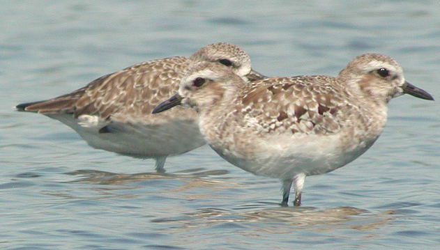 Photoshop-Design von tiddlycove für DesignCrowd (Community Contests) | Design #9114818