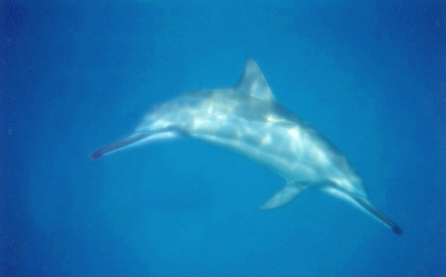 Photoshop Design by dripz for DesignCrowd (Community Contests) | Design #9114821