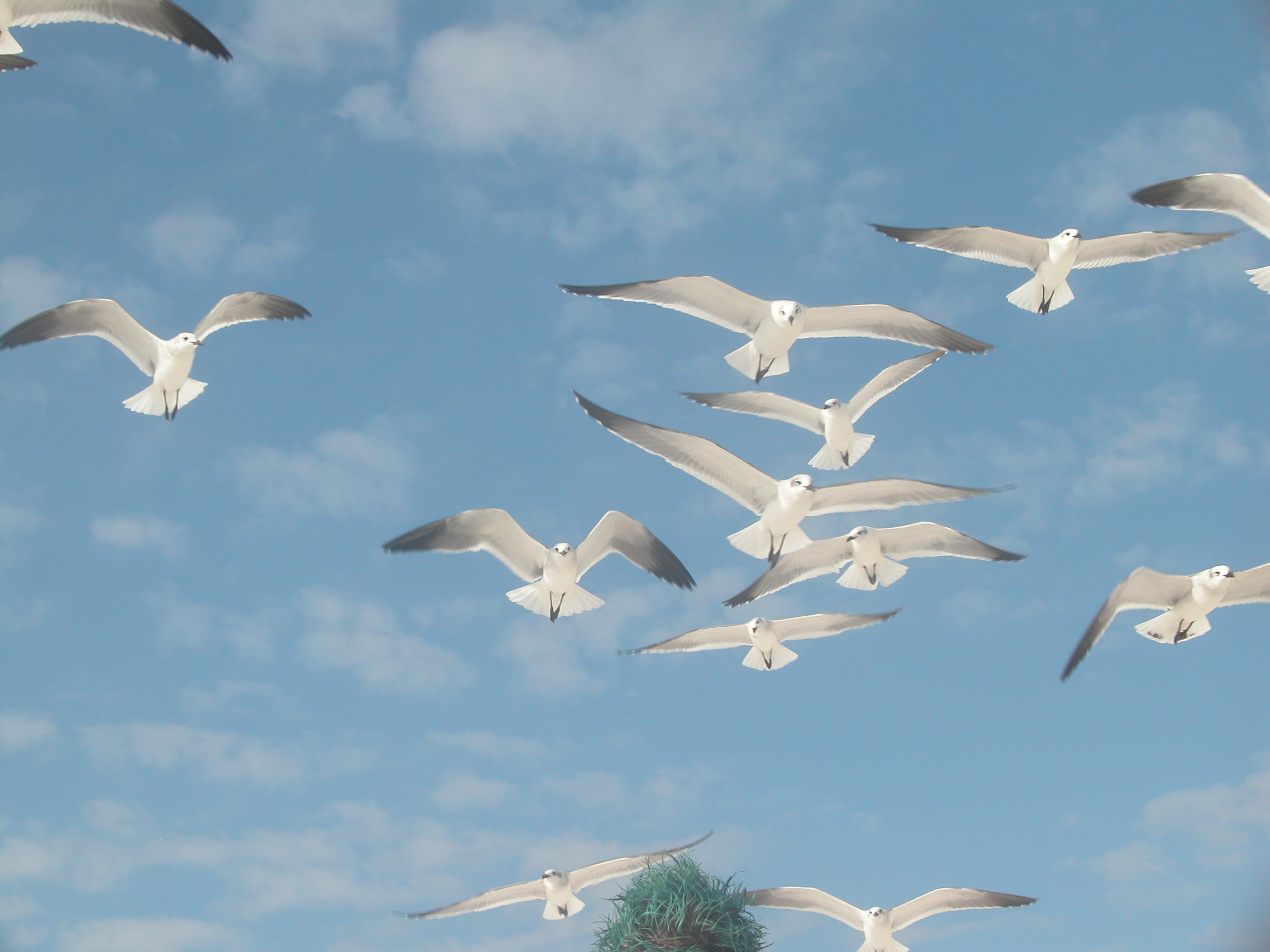 Photography by punkenuf4me for DesignCrowd (Community Contests) | Design #9133790