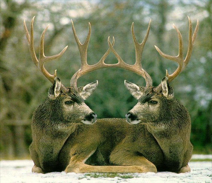 Photoshop Design by Garsaelon for DesignCrowd (Community Contests) | Design #9114885