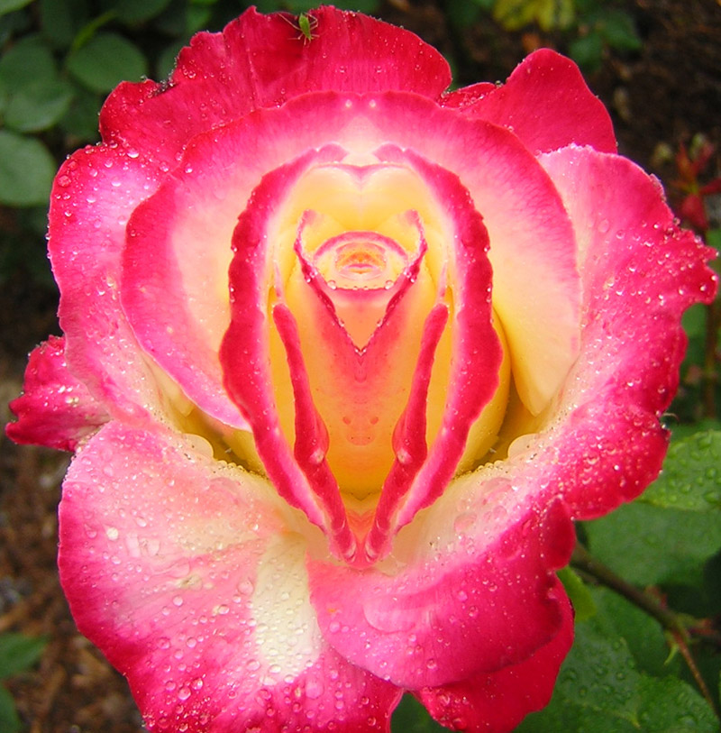 Photoshop Design by ecolio for DesignCrowd (Community Contests) | Design #9114908