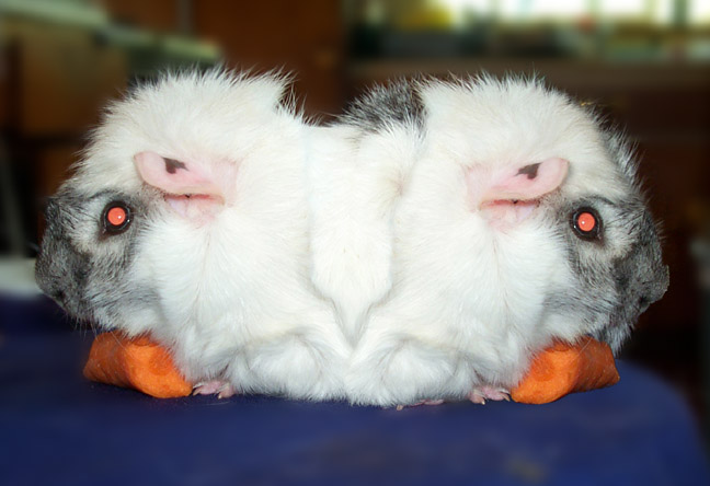 Photoshop Design by LeMolstad for DesignCrowd (Community Contests) | Design #9114905