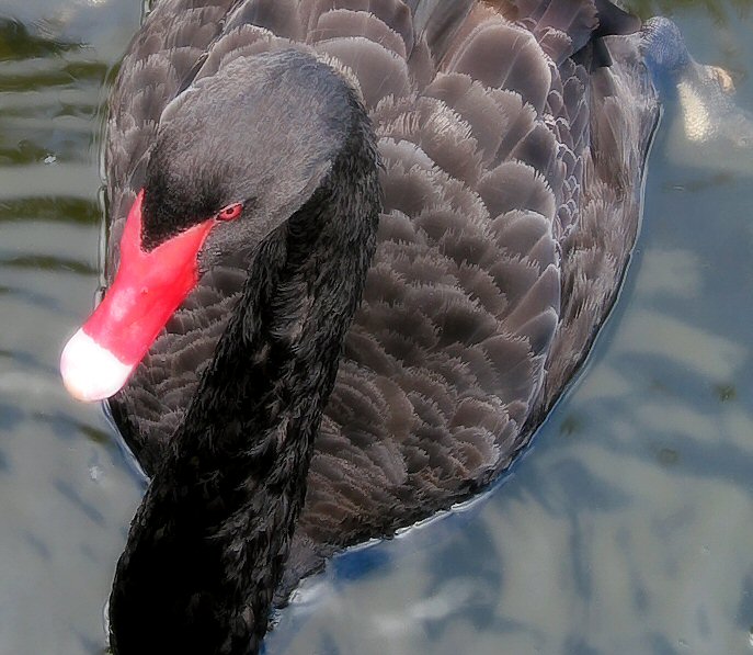 Fotografía por koalachimbo para DesignCrowd (Community Contests) | Diseño #9135766