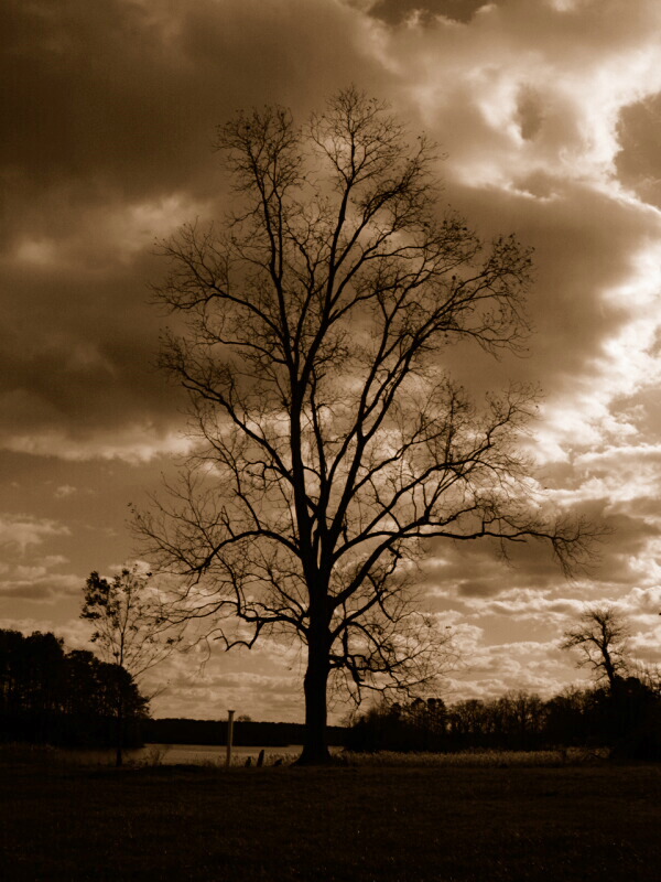 Photography by bluntodoss for DesignCrowd (Community Contests) | Design #9126820