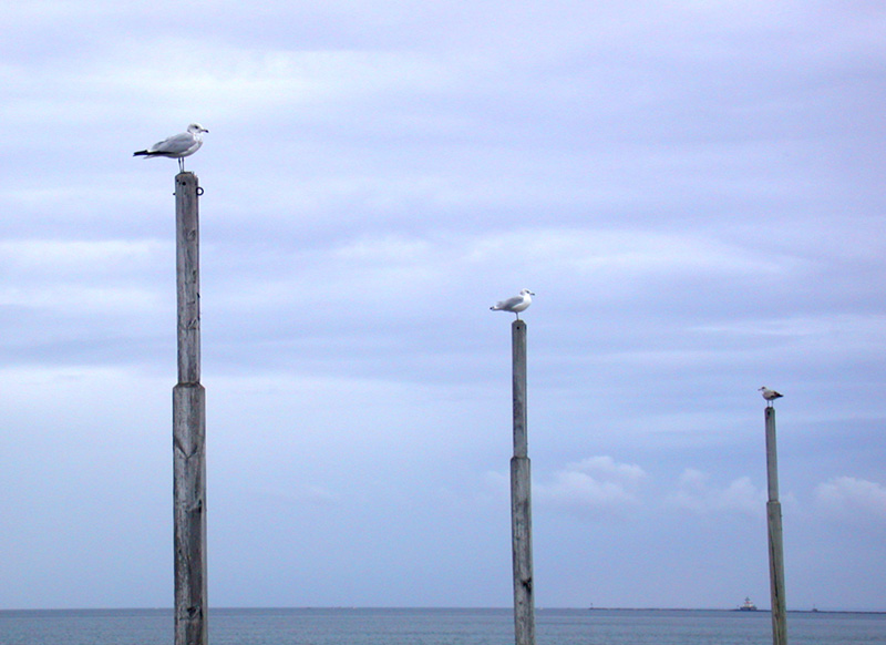 Fotografie von janine200 für DesignCrowd (Community Contests) | Design #9135802