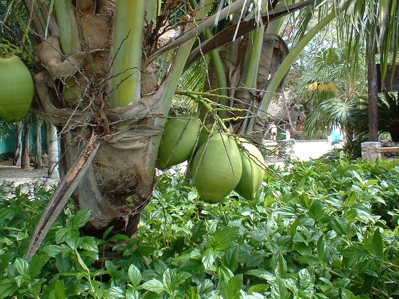 Fotografie von ModelT für DesignCrowd (Community Contests) | Design #9135895