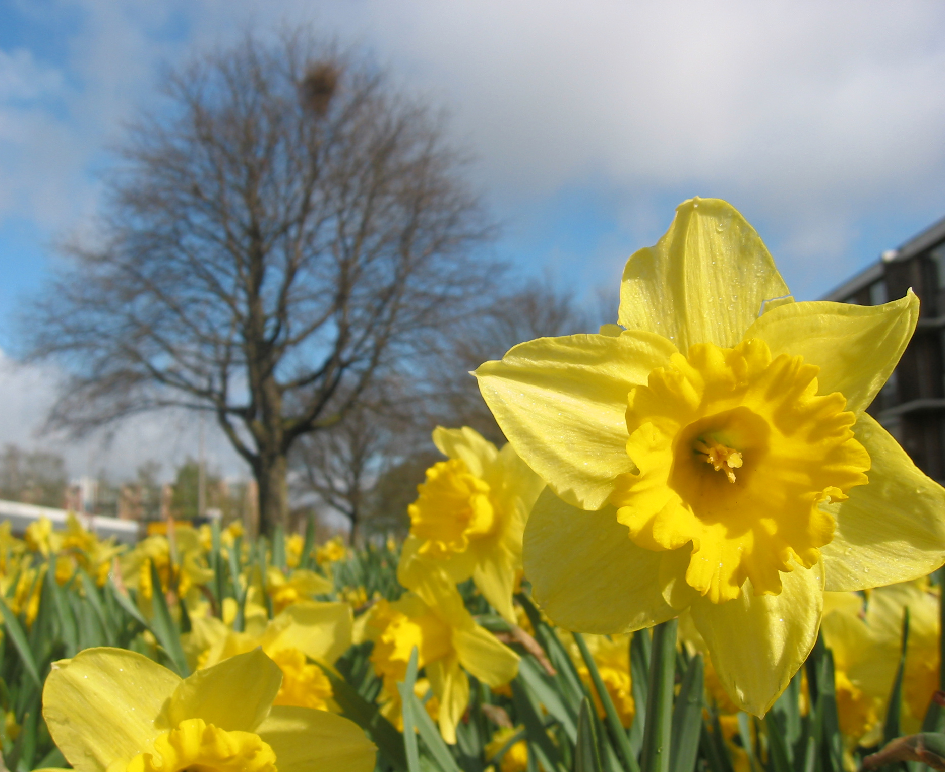 Fotografía por Ankabout para DesignCrowd (Community Contests) | Diseño #9135807