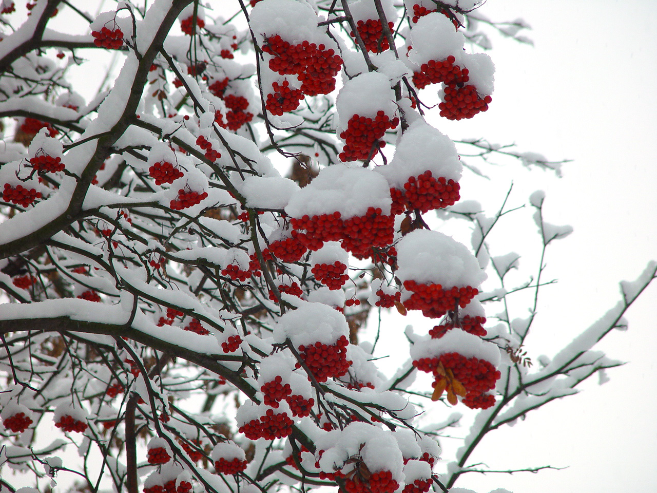 Photography by NightMare for DesignCrowd (Community Contests) | Design #9133558