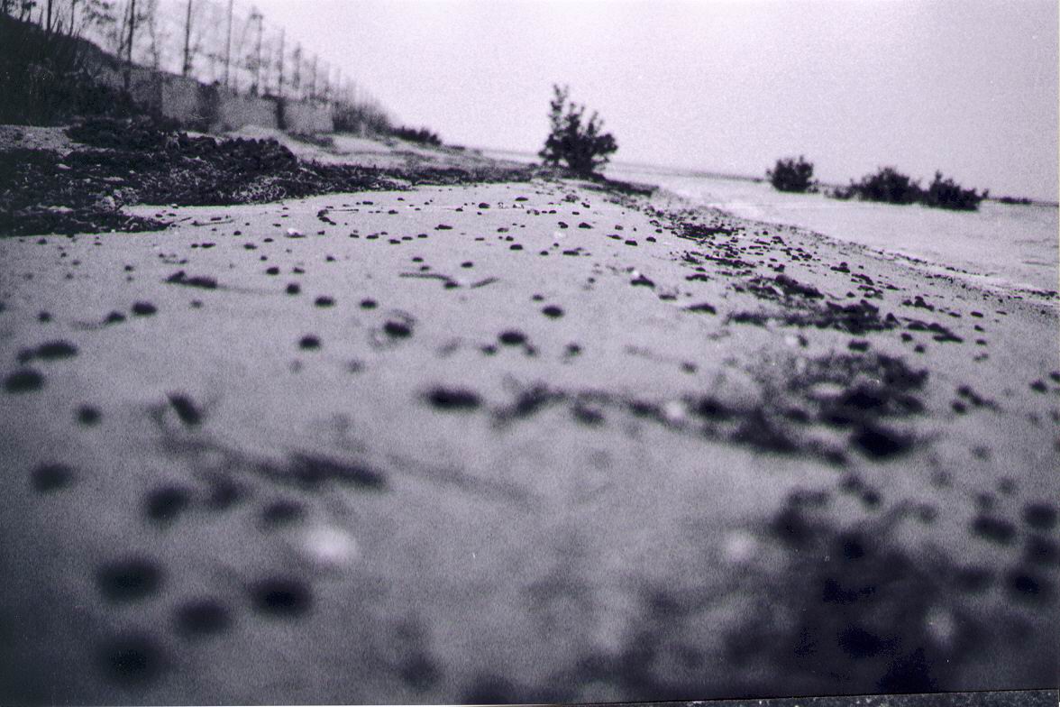 Photography by artoholic for DesignCrowd (Community Contests) | Design #9136047