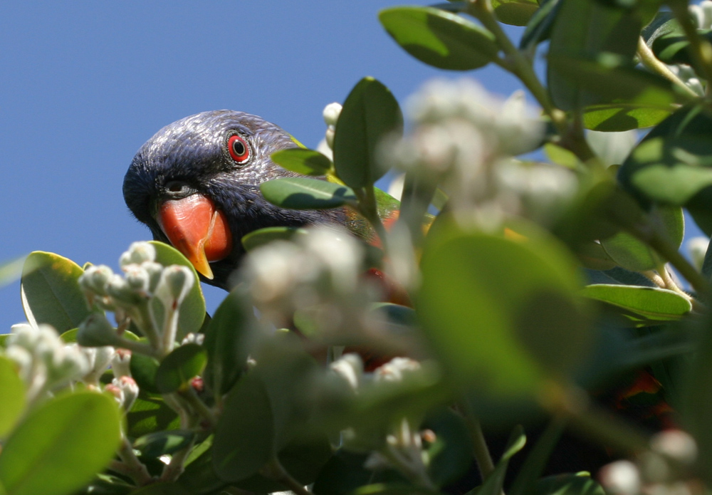 Photographie par kimmau pour DesignCrowd (Community Contests) | Design #9136062