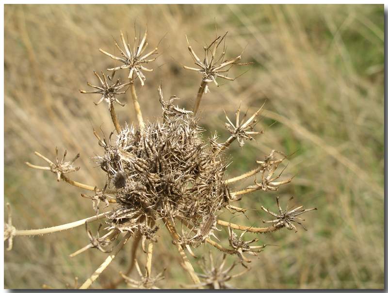 Photography by susv for DesignCrowd (Community Contests) | Design #9135901