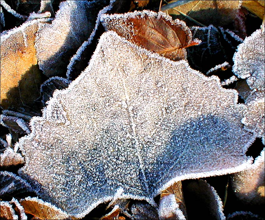 Fotografía por compugoddess para DesignCrowd (Community Contests) | Diseño #9133623