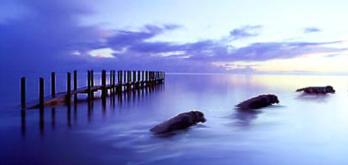 Diseño de Photoshop por mickeyg1040 para DesignCrowd (Community Contests) | Diseño #9105091