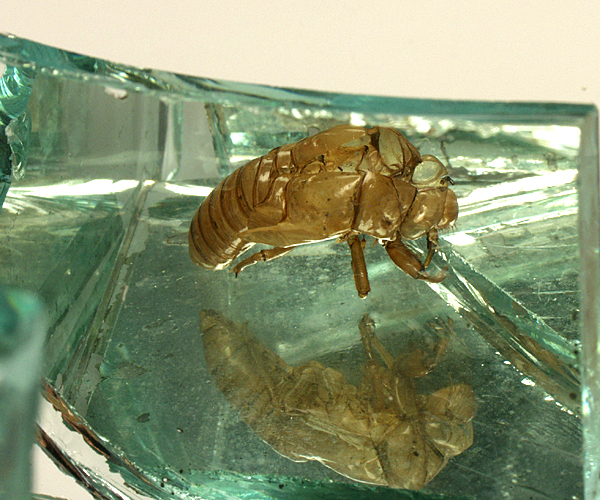 Photography by heatherm for DesignCrowd (Community Contests) | Design #9131130