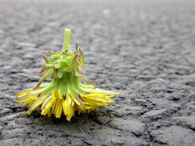 Fotografie von dsa157 für DesignCrowd (Community Contests) | Design #9128992