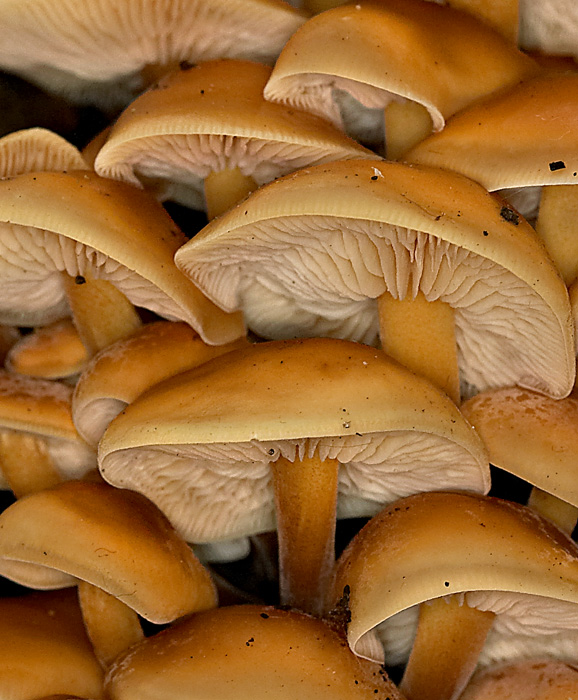 Photography by branie for DesignCrowd (Community Contests) | Design #9129017