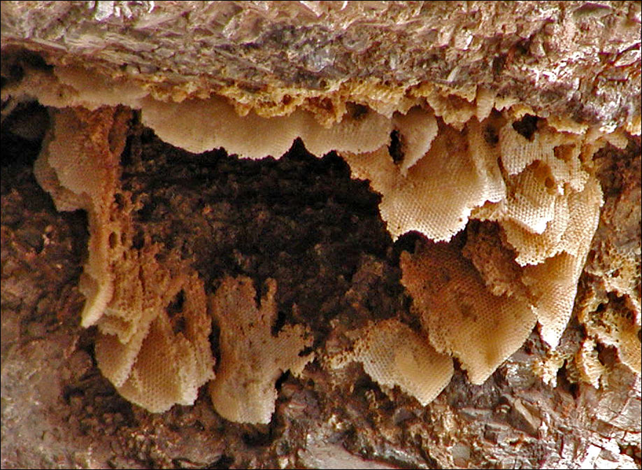 Photographie par compugoddess pour DesignCrowd (Community Contests) | Design #9128983